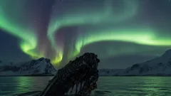 Animales genios en la naturaleza: inteligencia, camuflaje y comunicación. Datos sorprendentes