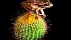 Animales y ciencia: los secretos de la naturaleza detrás de las mejores innovaciones