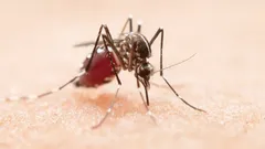 Cómo preparar fácilmente remedios naturales contra los mosquitos en casa: el resultado te sorprenderá