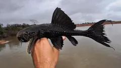 Pez con armadura como tanque que camina en tierra: el río Amazonas revela un nuevo secreto de la evolución