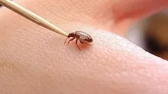 ¿Insectos en casa o departamento? Métodos efectivos de expertos para deshacerte de ellos para siempre