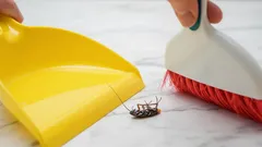 Cómo eliminar las cucarachas en casa: pasos sencillos para acabar con el problema para siempre